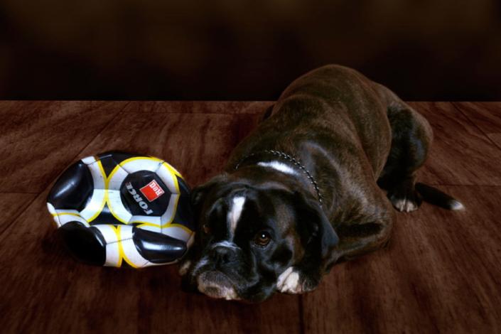 Boxer mit kaputtem Ball