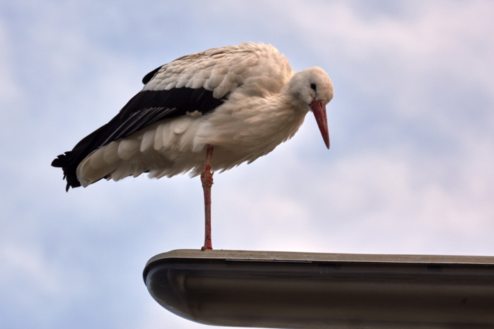 Storch