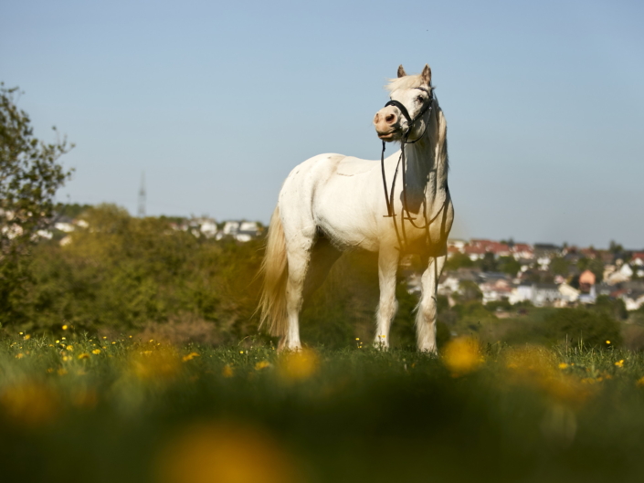 weißes Pony auf Wiese