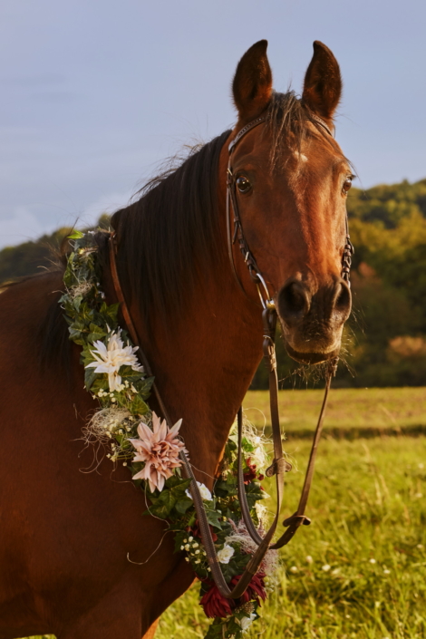 Pferdekopf mit Blumenkranz