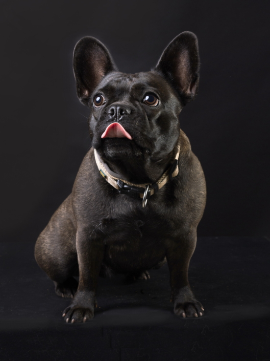 dunkelbraune Französische Bulldogge